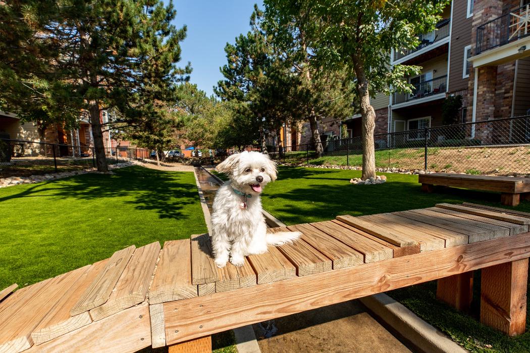 Cortland on Cherry Creek Image