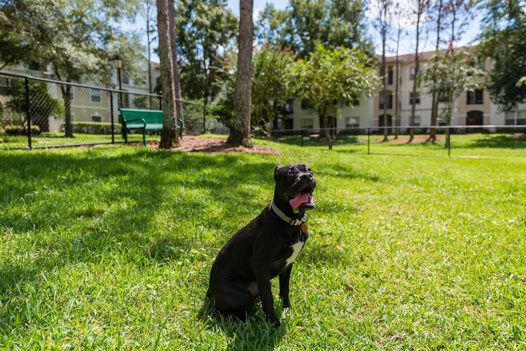 Cortland Lake Lotus Image