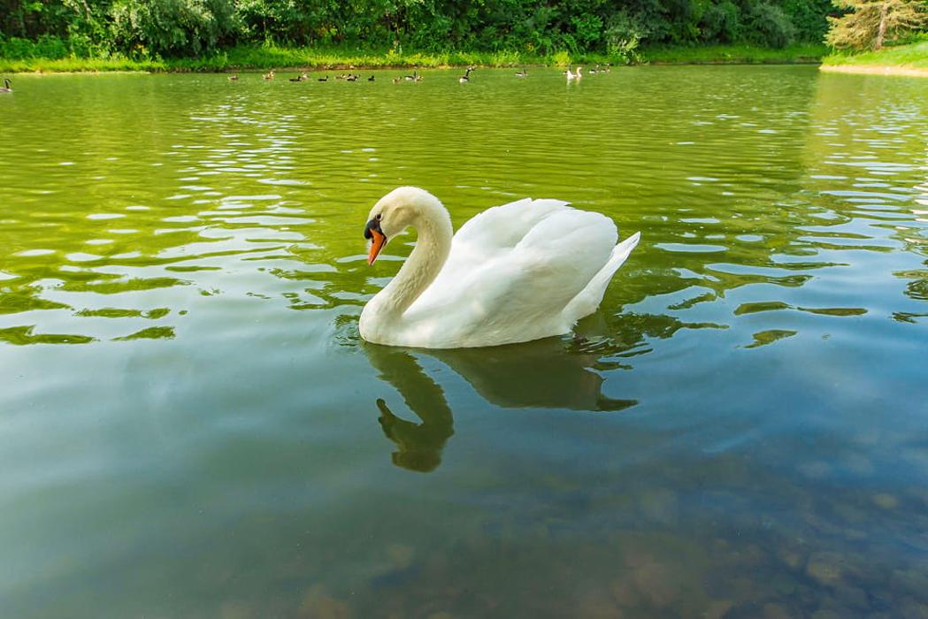 Lake's Edge by Cortland Image