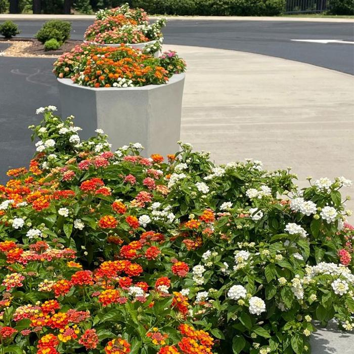 Schultz Lawnscapes Richmond VA Image