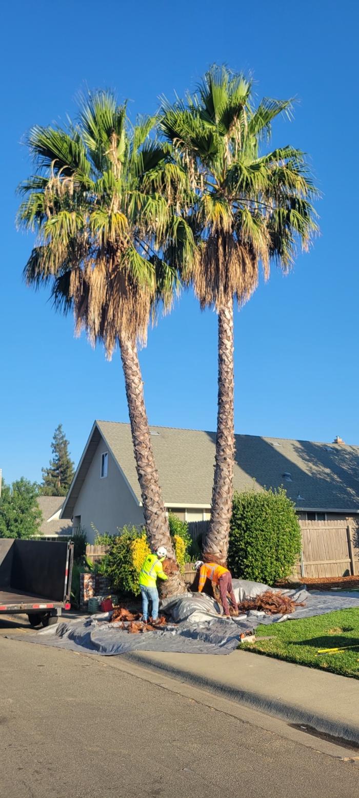 Woodland Tree Service Inc Image