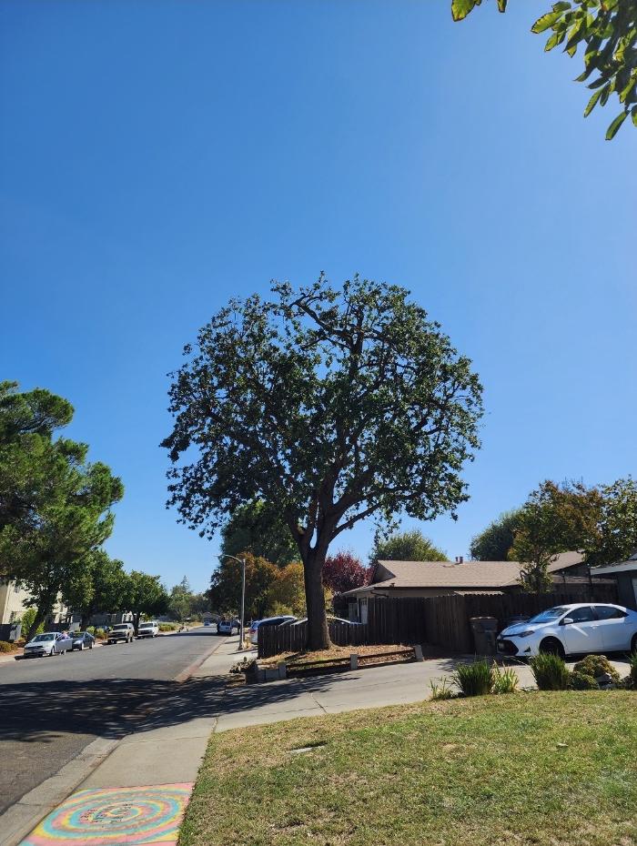 Woodland Tree Service Inc Image