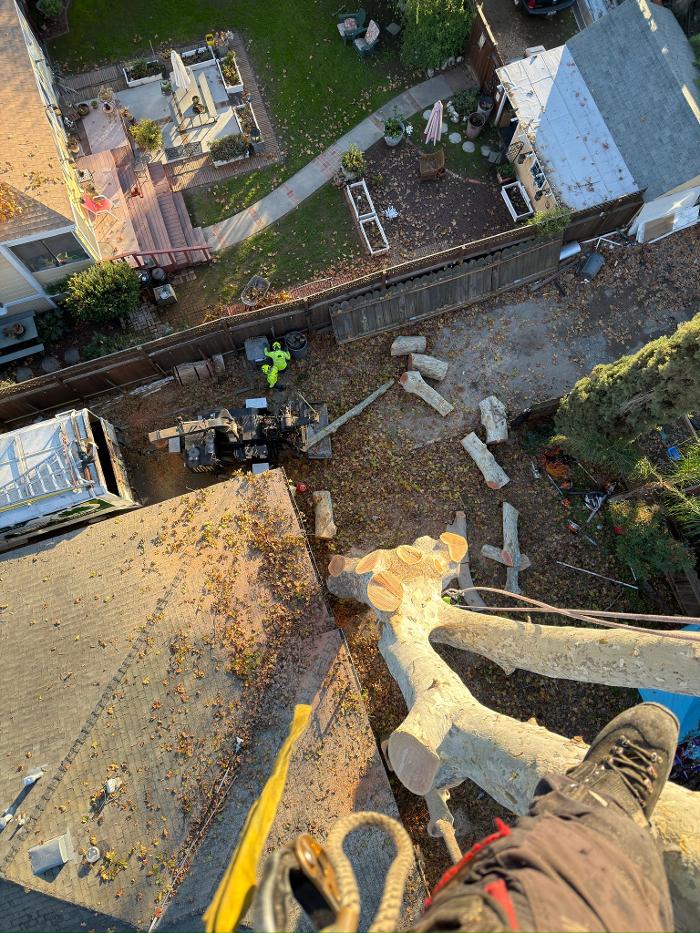 Woodland Tree Service Inc Image