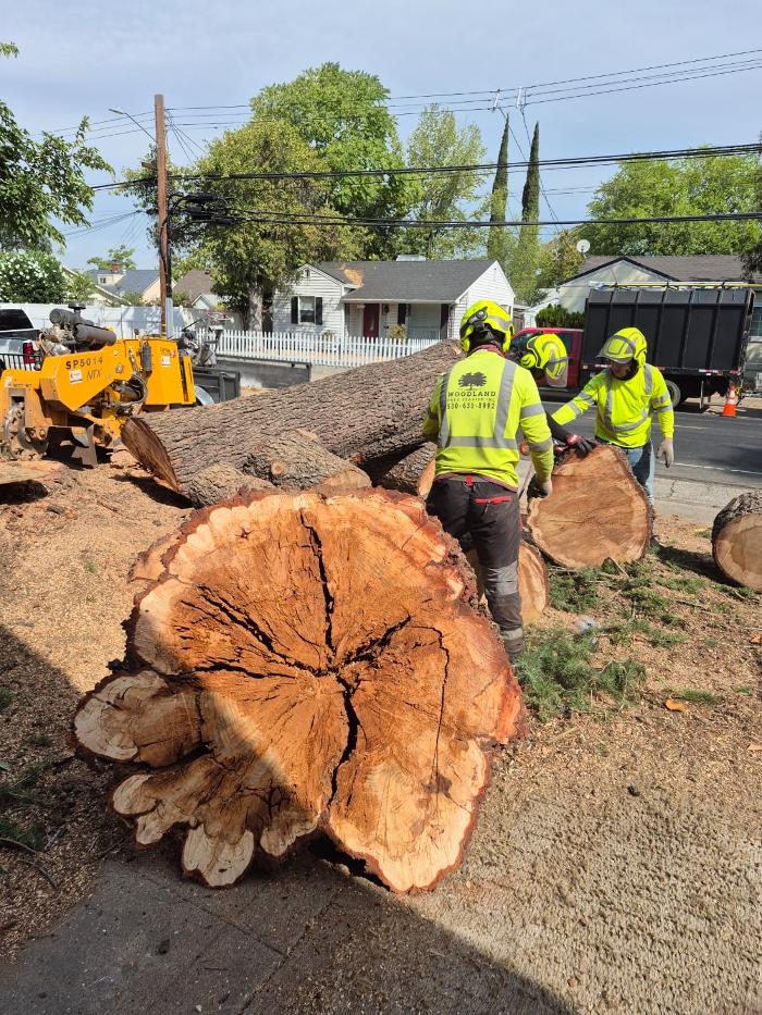 Woodland Tree Service Inc Image