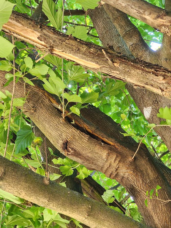 Woodland Tree Service Inc Image