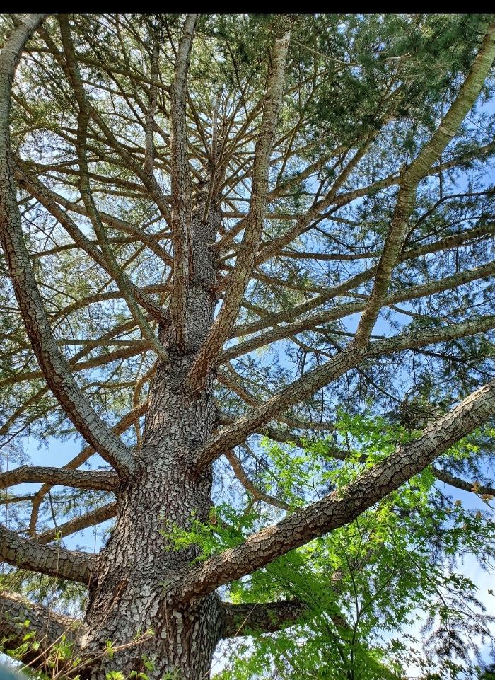 Woodland Tree Service Inc Image