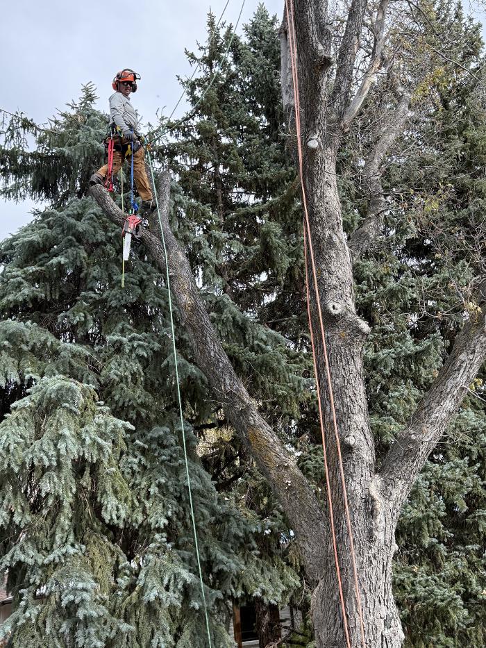 Alpenglow Tree Care Image