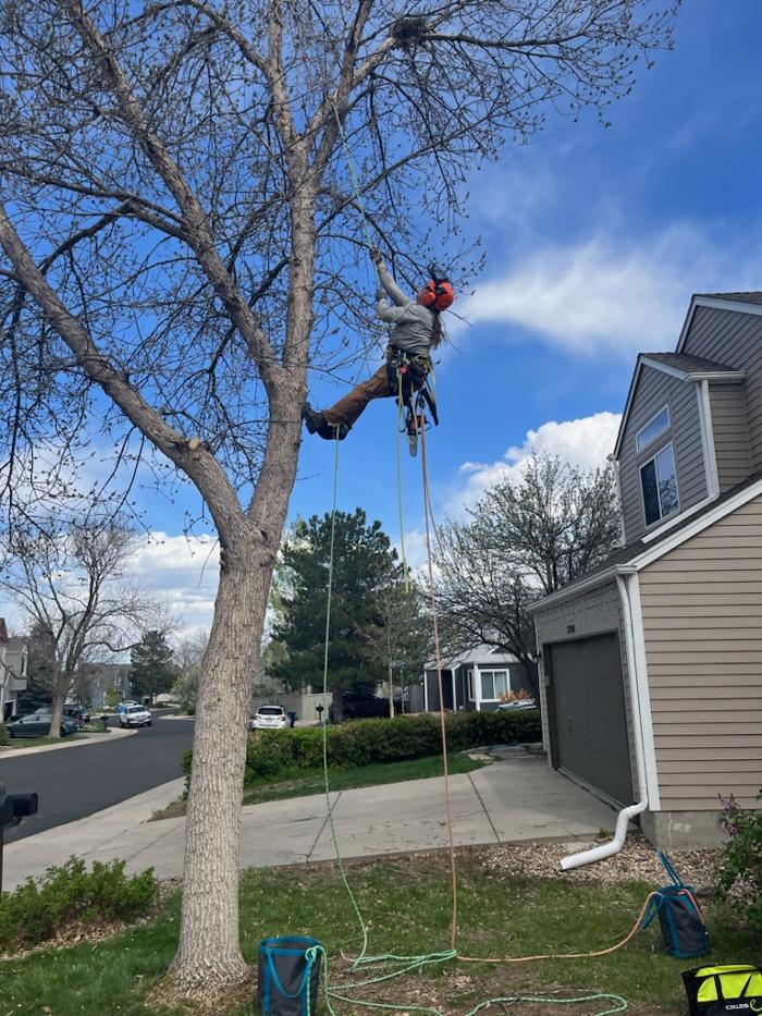 Alpenglow Tree Care Image