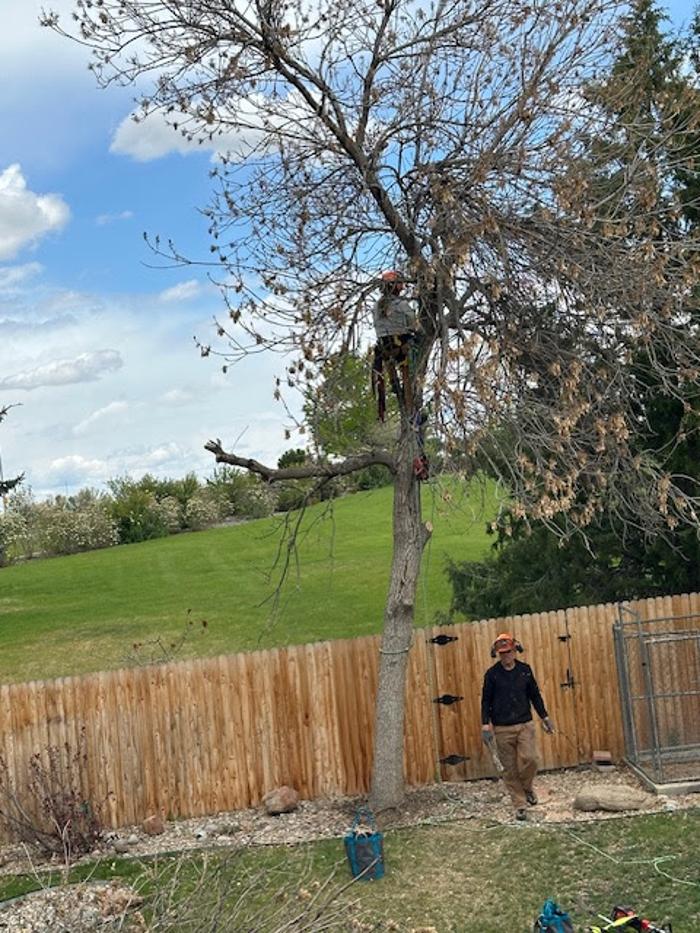 Alpenglow Tree Care Image