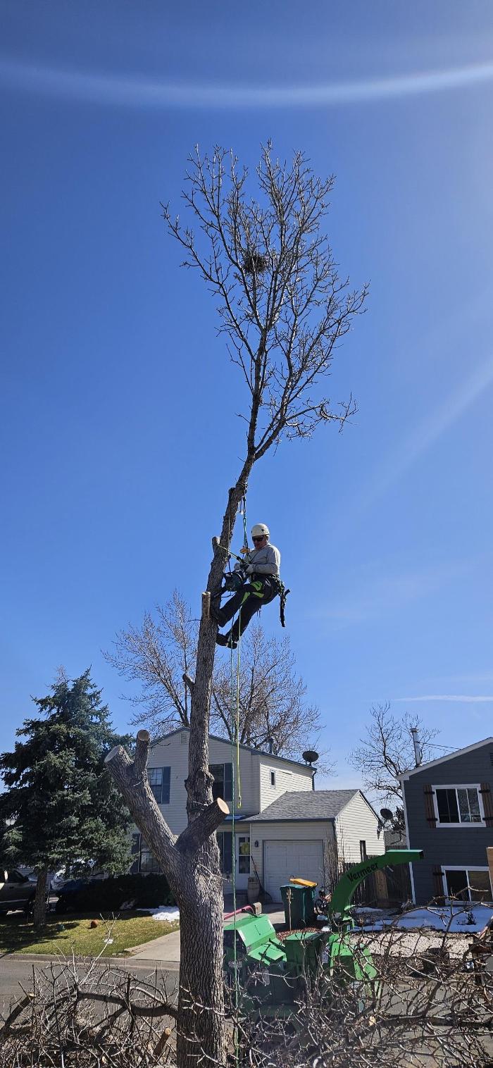 Alpenglow Tree Care Image