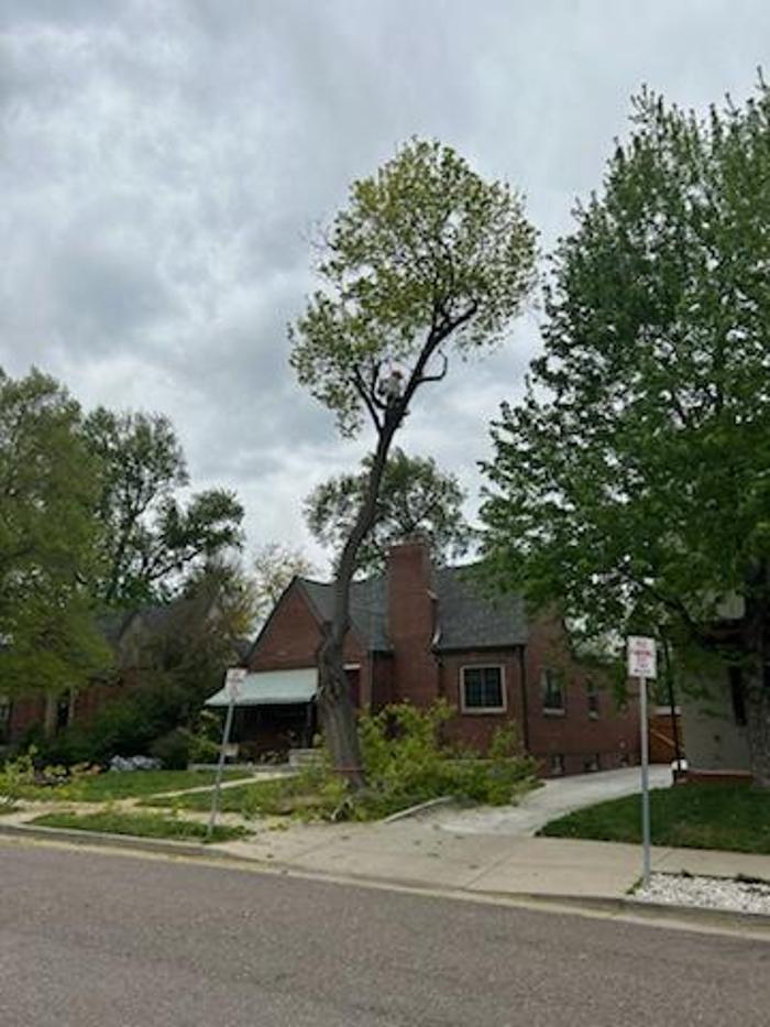 Alpenglow Tree Care Image