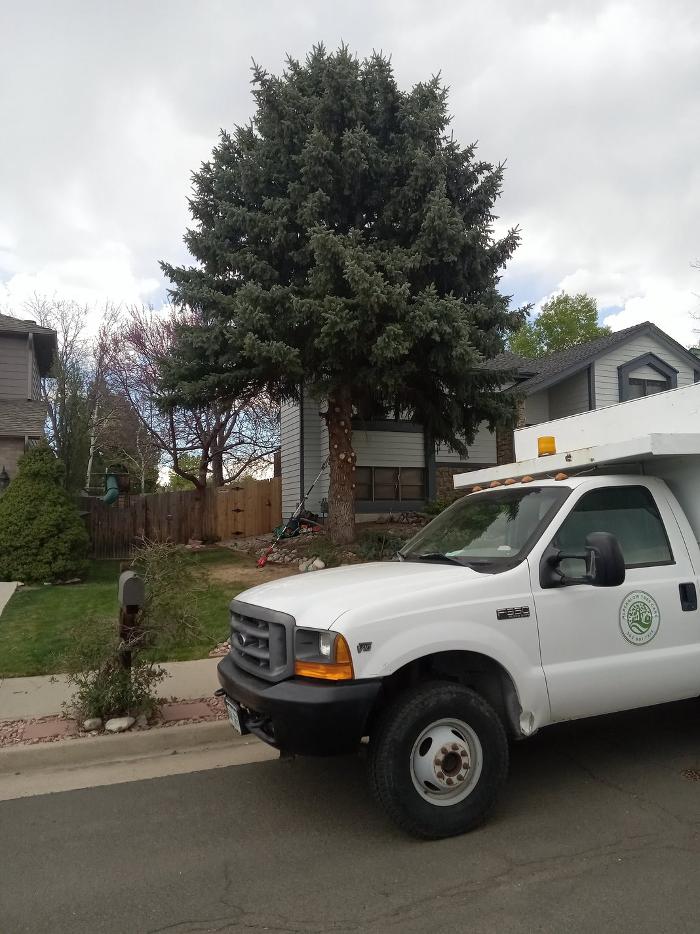 Alpenglow Tree Care Image