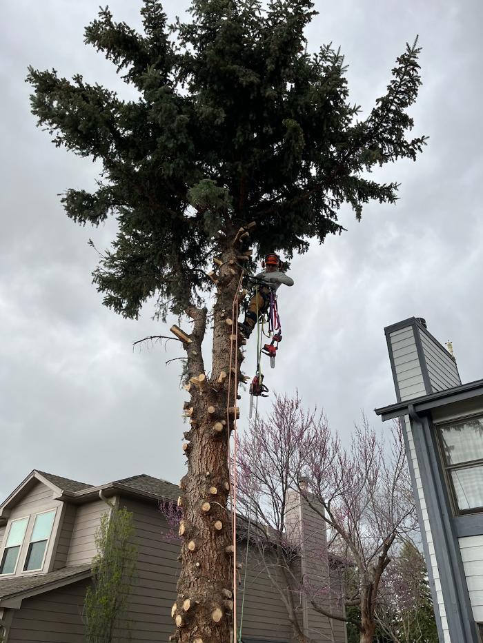 Alpenglow Tree Care Image