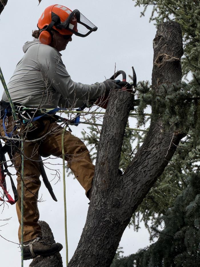 Alpenglow Tree Care Image