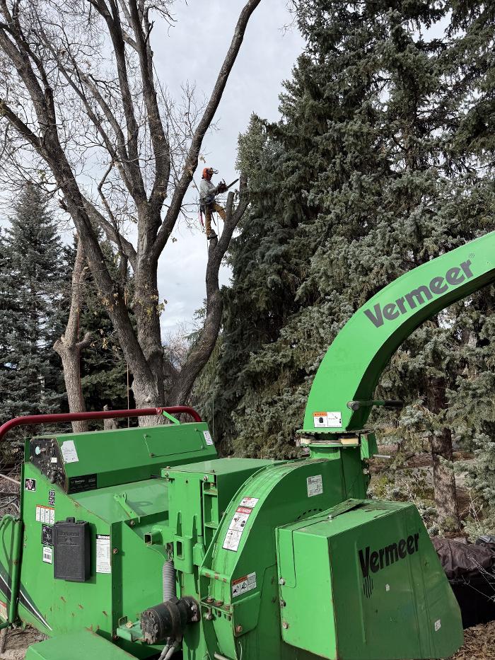 Alpenglow Tree Care Image