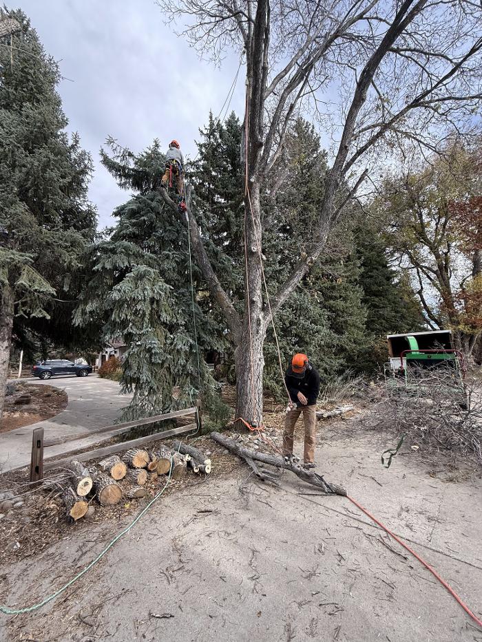 Alpenglow Tree Care Image