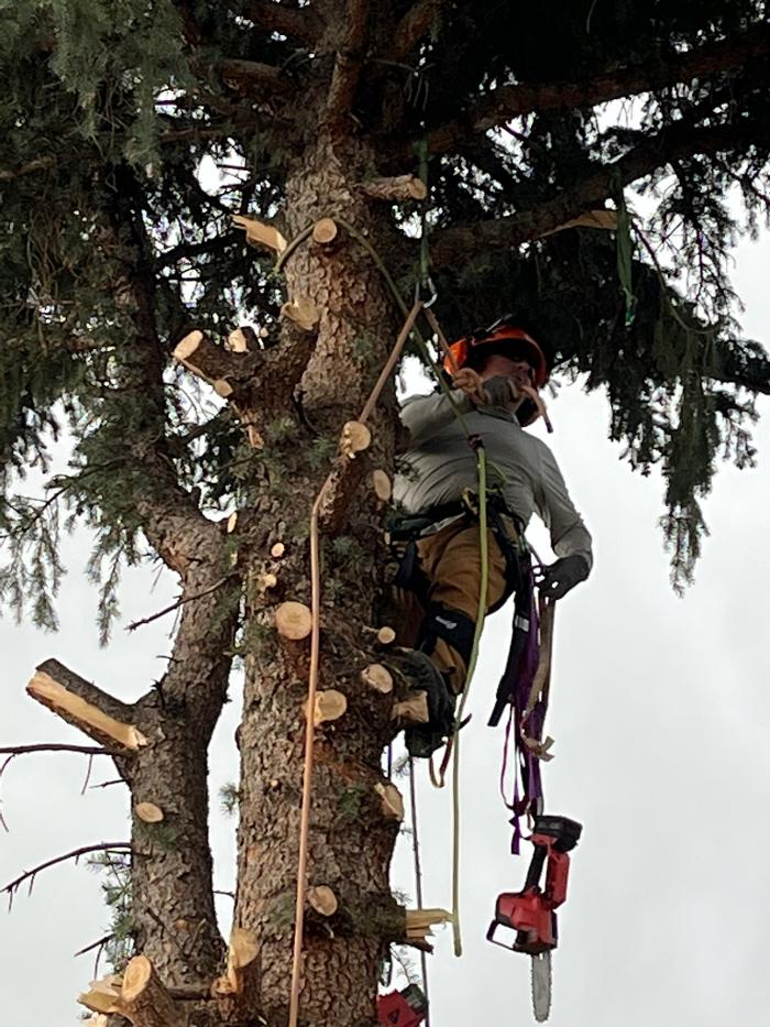 Alpenglow Tree Care Image