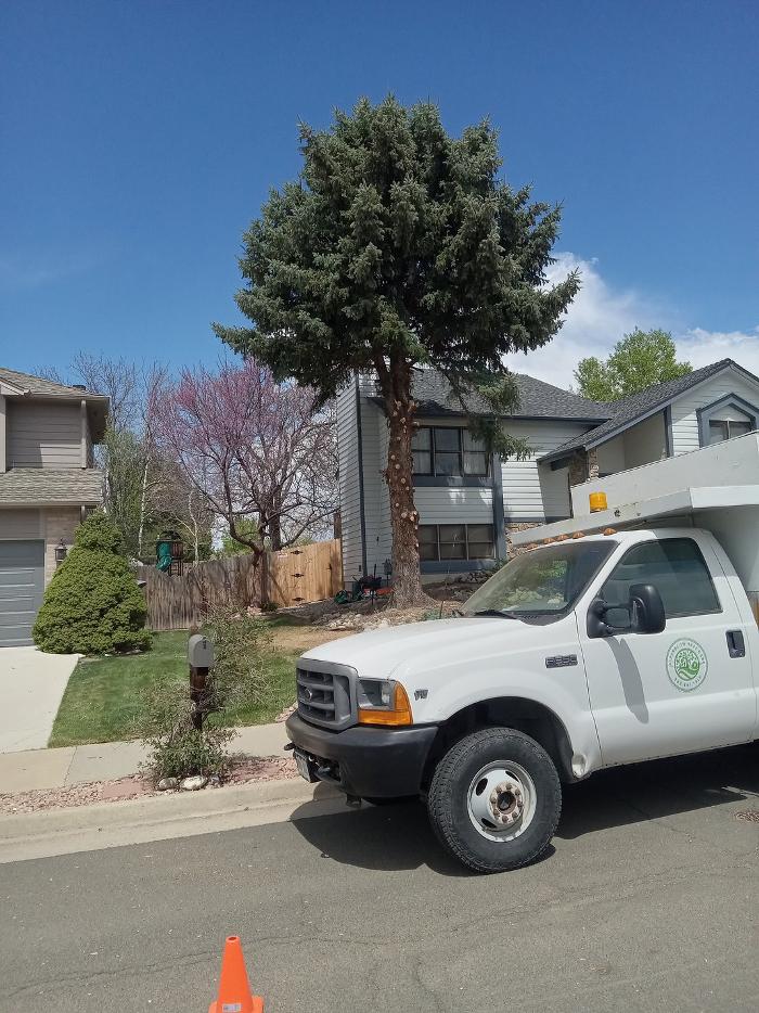 Alpenglow Tree Care Image