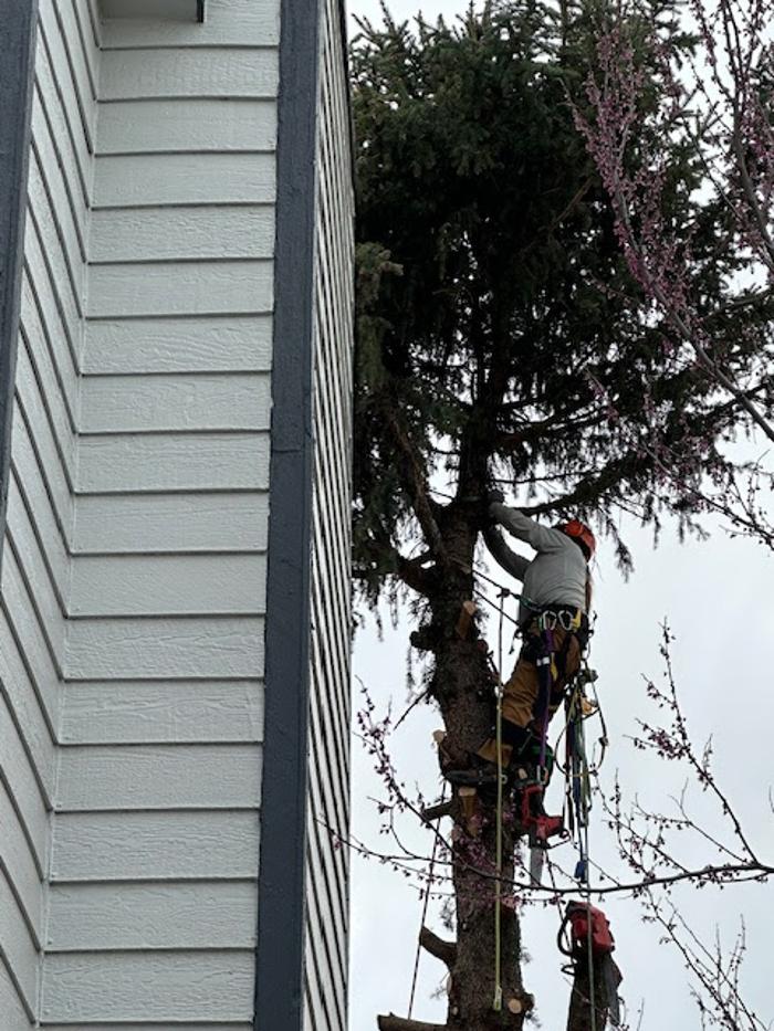 Alpenglow Tree Care Image