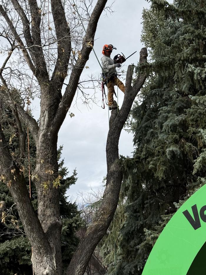 Alpenglow Tree Care Image