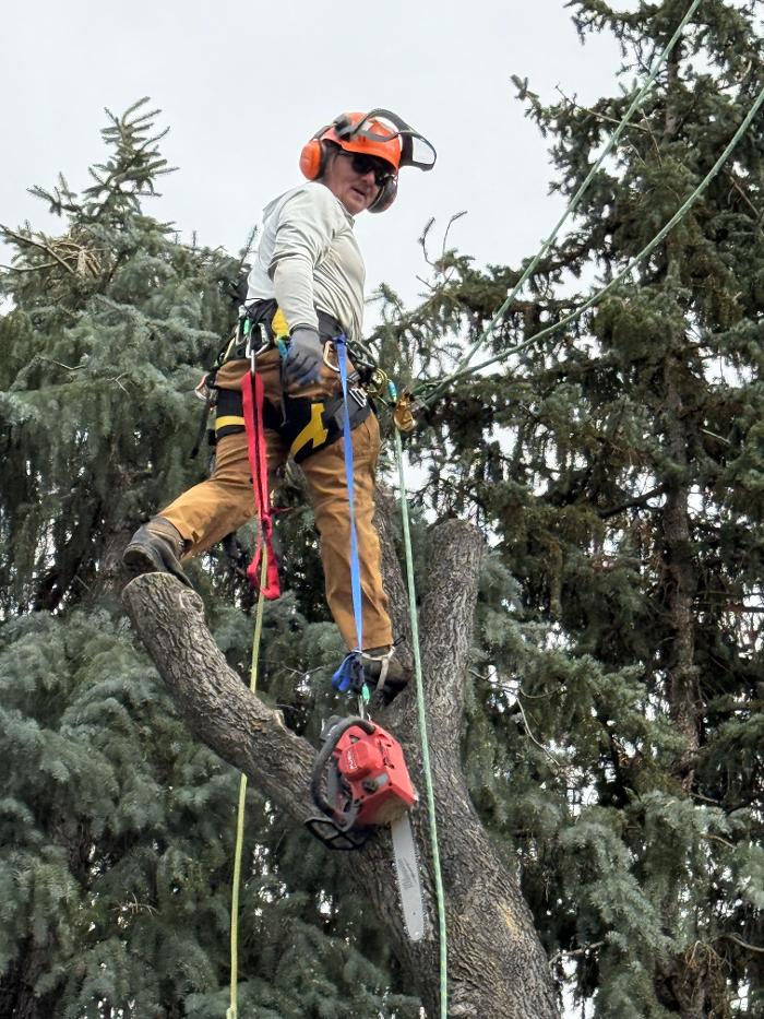 Alpenglow Tree Care Image