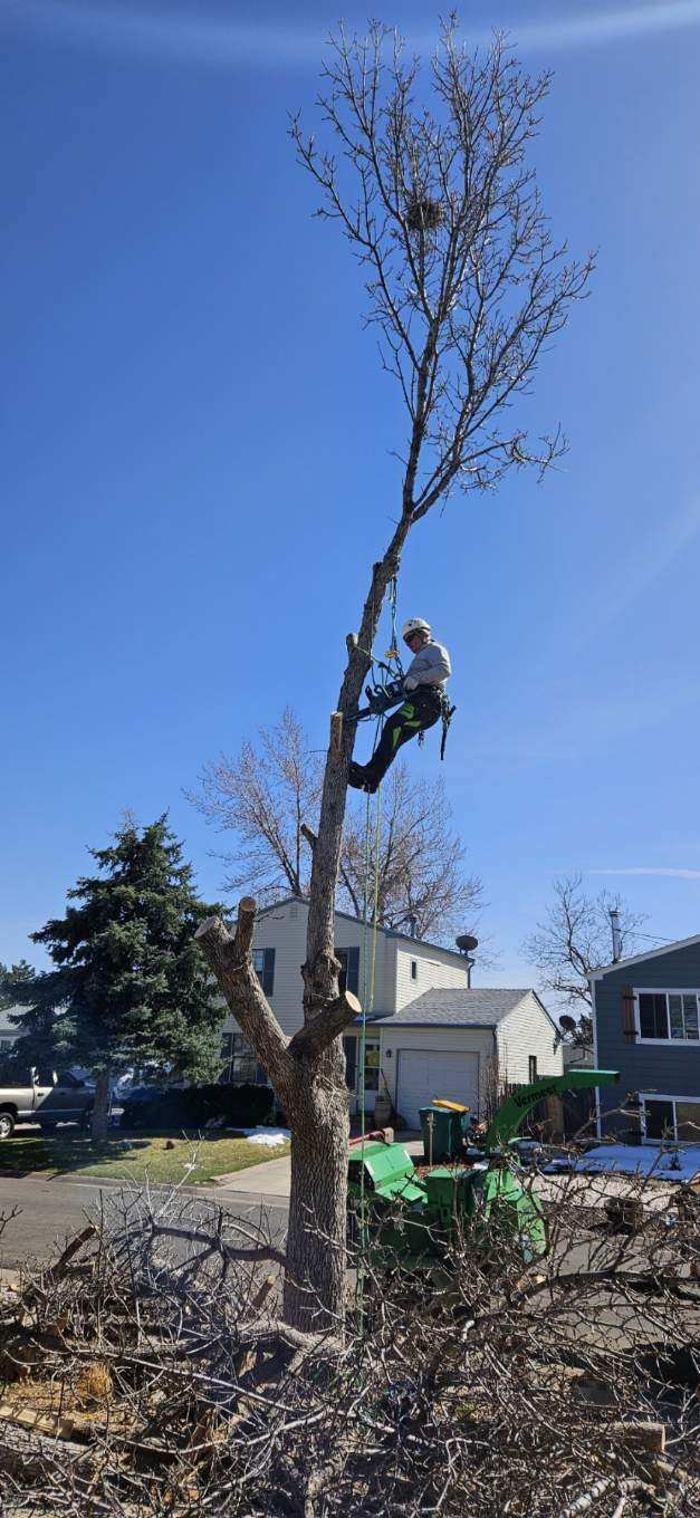 Alpenglow Tree Care Image