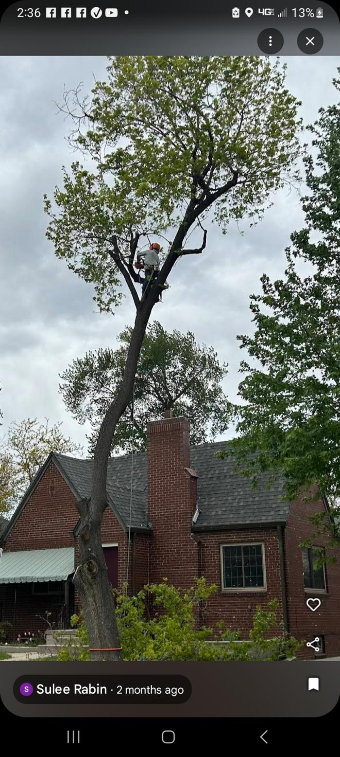 Alpenglow Tree Care Image