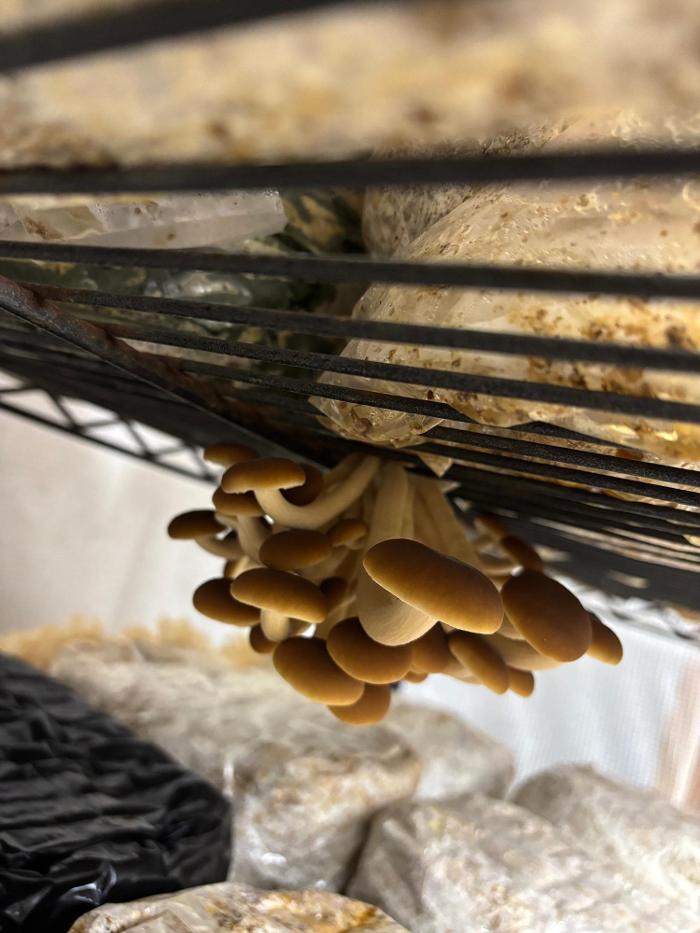 Bear Valley Mushrooms