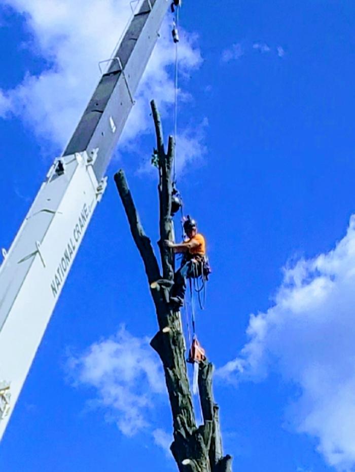 Happy Stump Tree Service Image