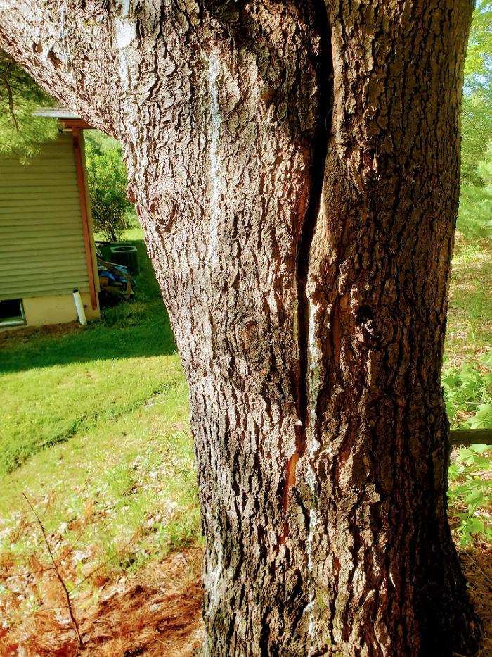 Happy Stump Tree Service Image