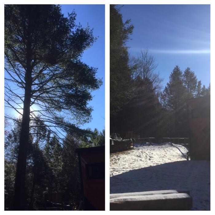 Happy Stump Tree Service Image