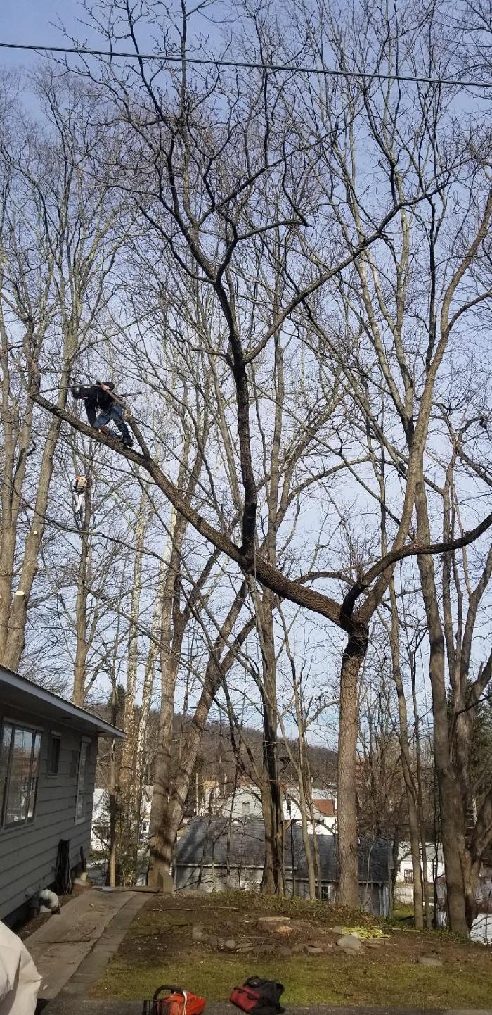 Happy Stump Tree Service Image