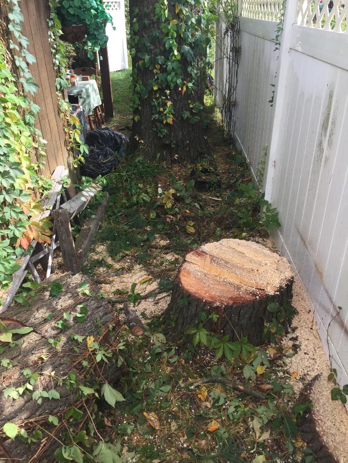 Happy Stump Tree Service Image
