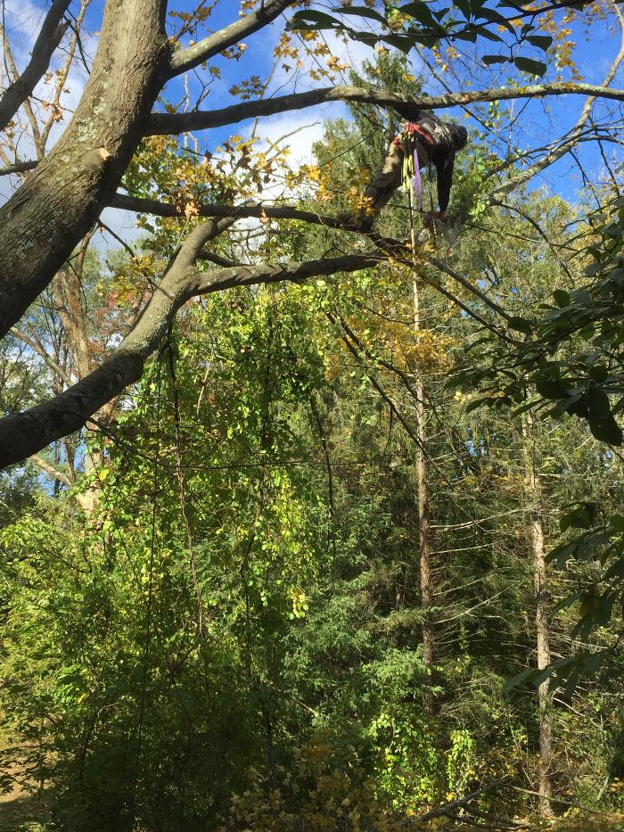 Happy Stump Tree Service Image