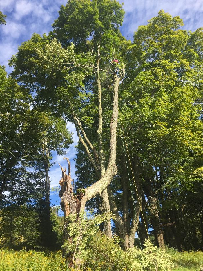 Happy Stump Tree Service Image