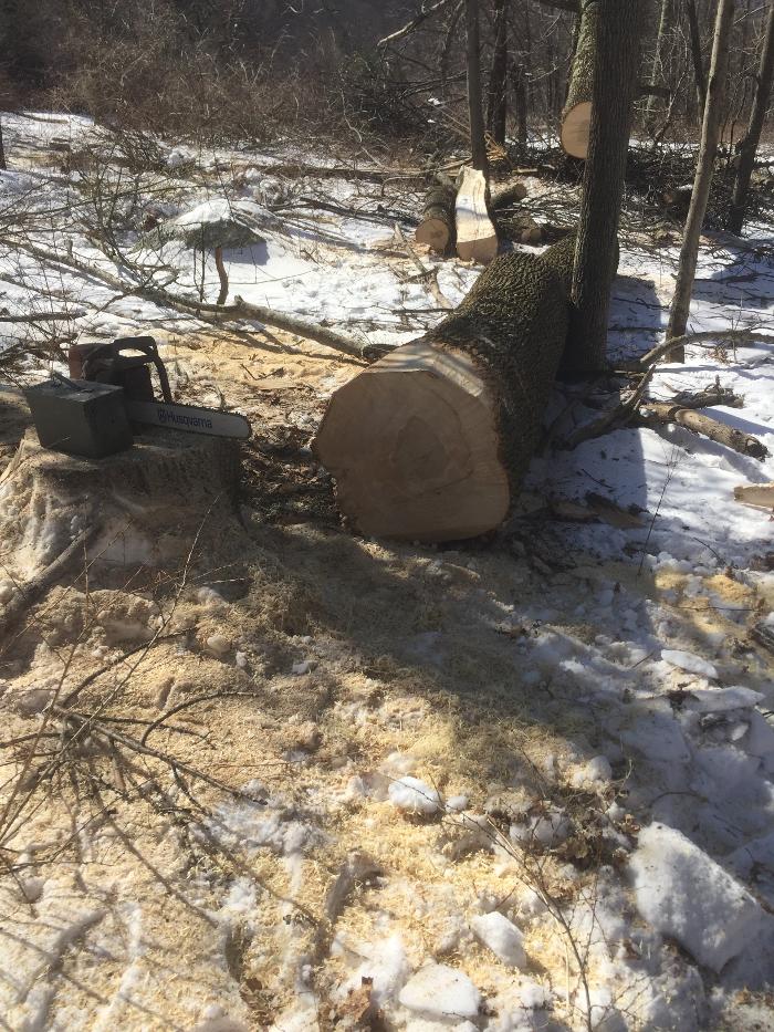 Happy Stump Tree Service Image