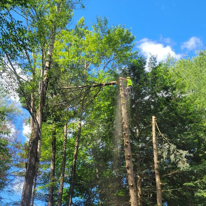 Happy Stump Tree Service Image