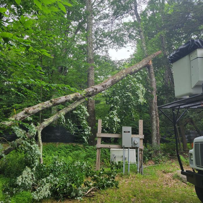 Happy Stump Tree Service Image