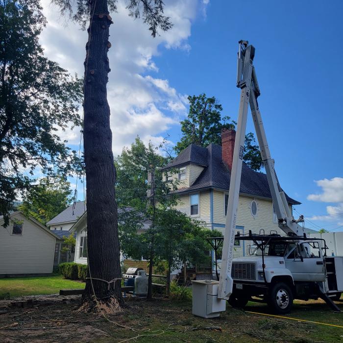 Happy Stump Tree Service Image