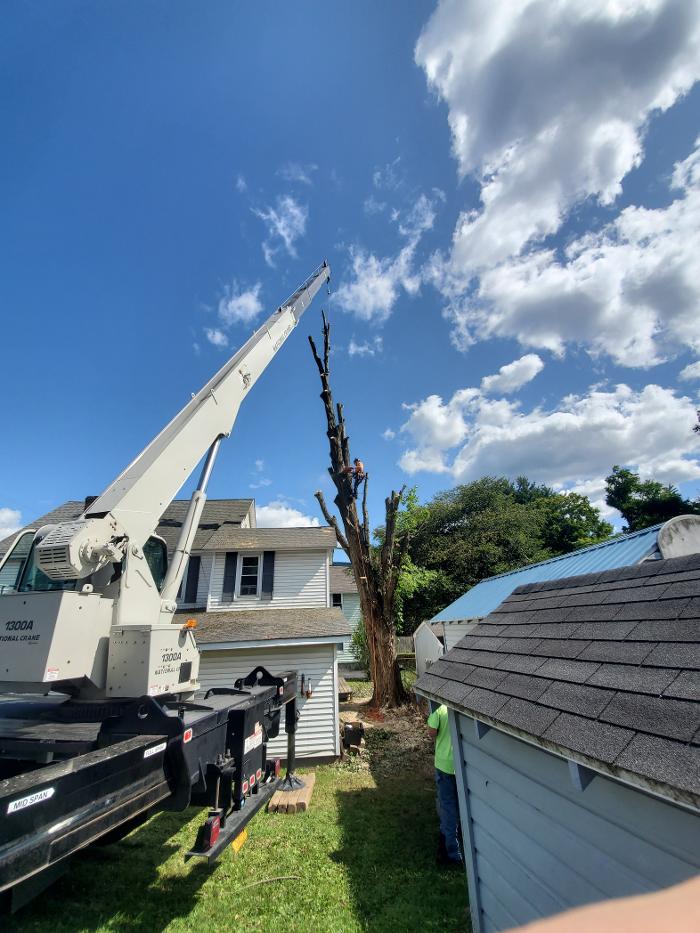 Happy Stump Tree Service Image