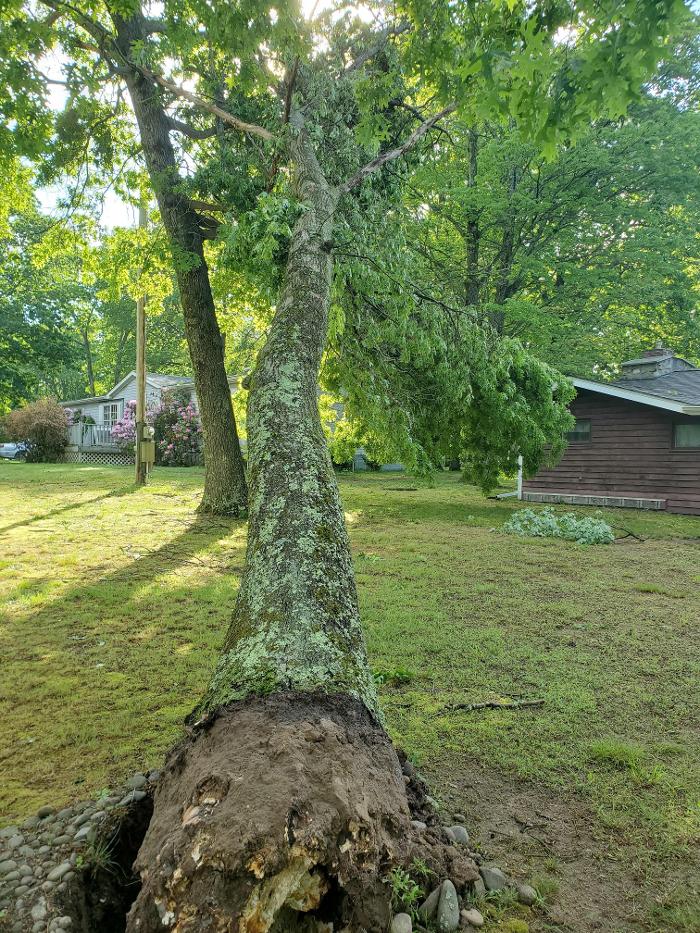 Happy Stump Tree Service Image