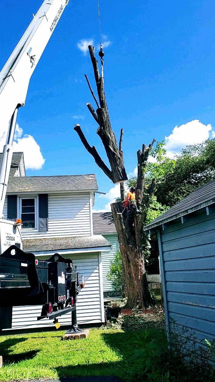 Happy Stump Tree Service Image
