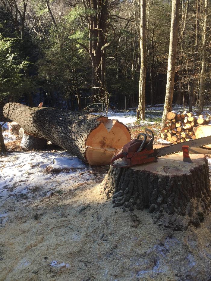 Happy Stump Tree Service Image