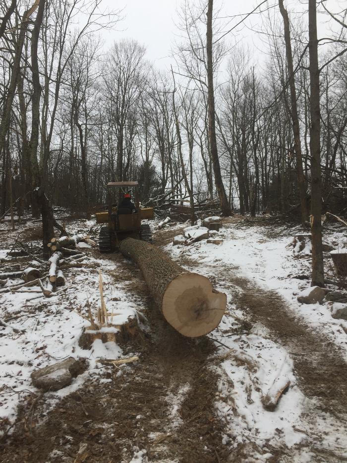 Happy Stump Tree Service Image