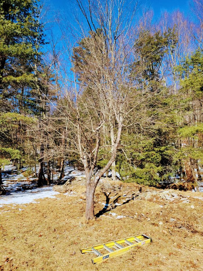 Happy Stump Tree Service Image