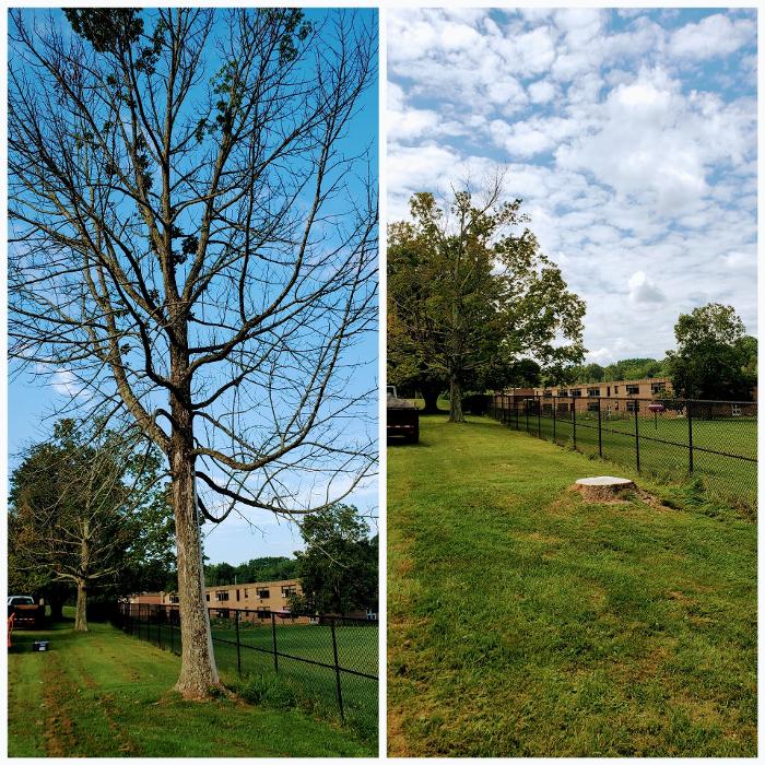 Happy Stump Tree Service Image