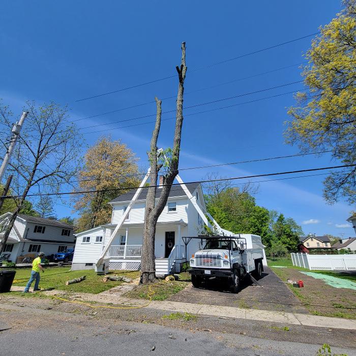 Happy Stump Tree Service Image