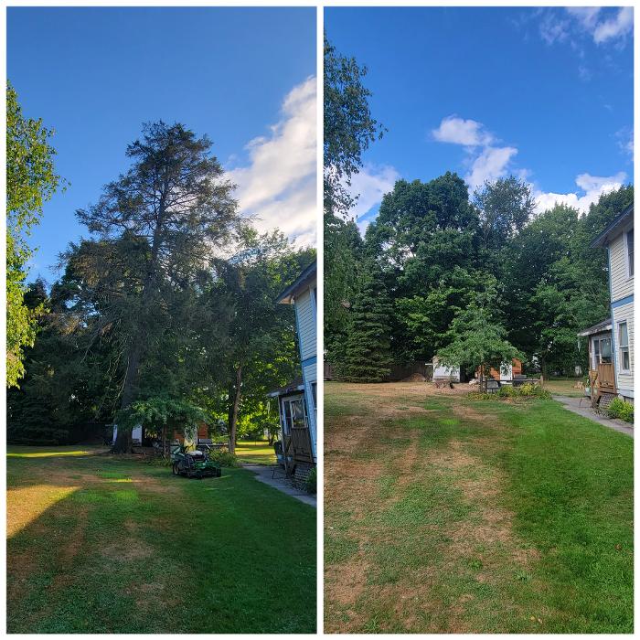 Happy Stump Tree Service Image