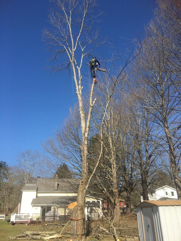 Happy Stump Tree Service Image