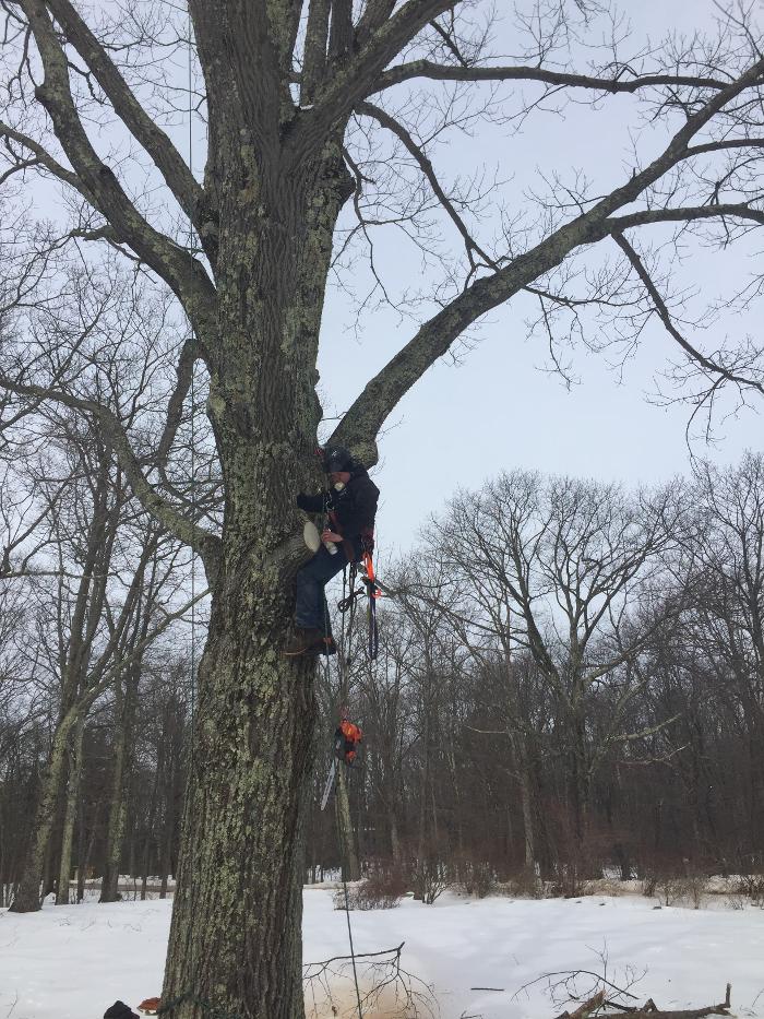 Happy Stump Tree Service Image